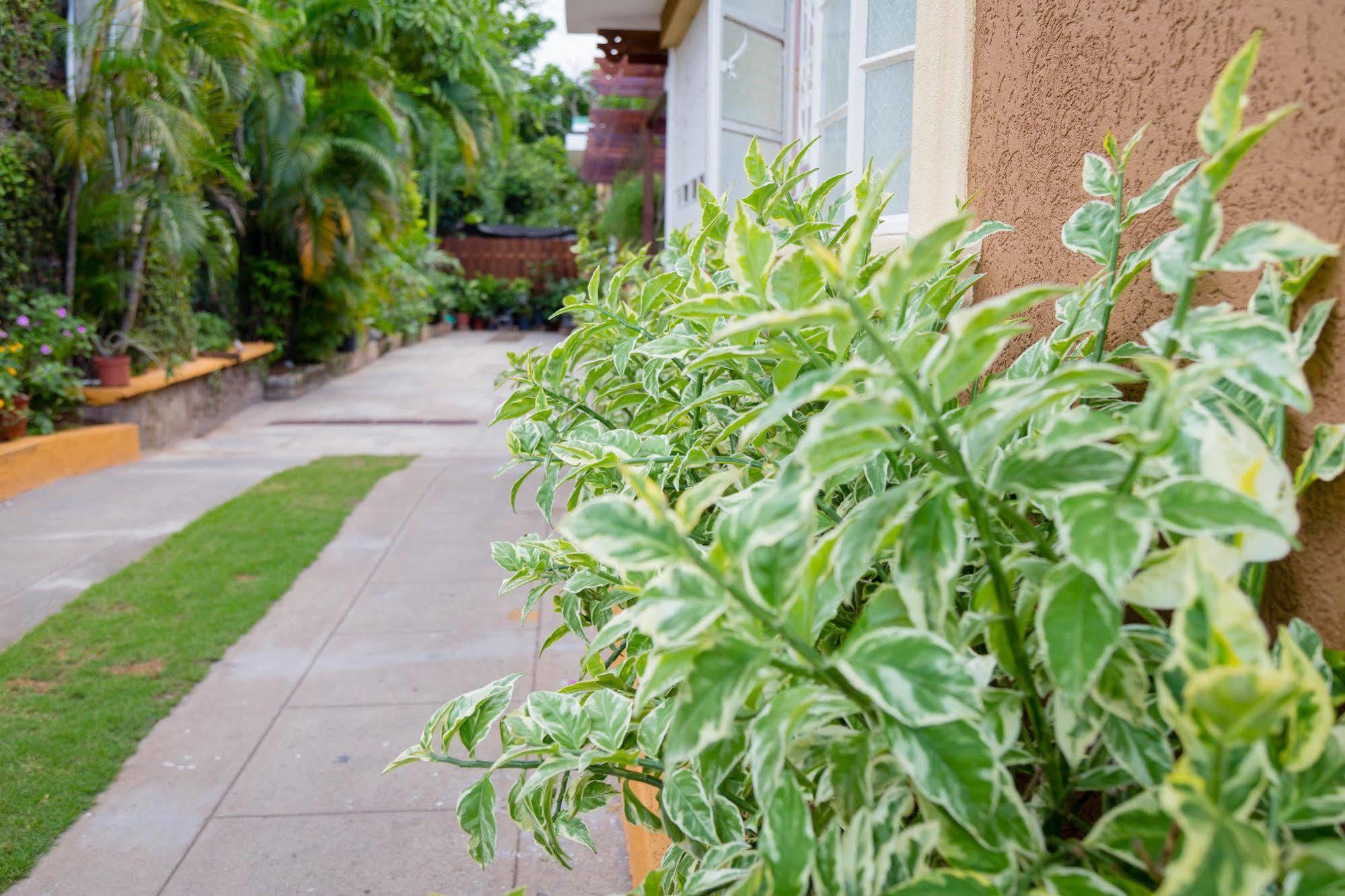 Centrally Located Guest Apartments كينغستون المظهر الخارجي الصورة